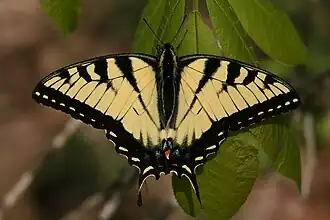 Image 11A tiger swallowtail butterfly (Papilio glaucus) in Shawnee National Forest. Photo credit: Daniel Schwen (from Portal:Illinois/Selected picture)
