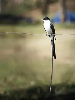 Fork-tailed flycatcher in Colombia