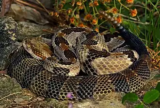 Timber rattlesnakes, in situ
