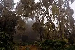 Timberline forest with lichens on Mount Kenya