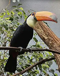 A toco toucan.