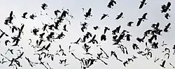 A large flock flying by