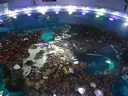 Top of the Coral Reef tank.