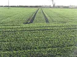 Young winter barley in early November, Scotland, 2009