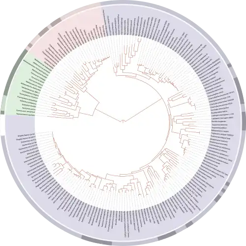 David Hillis's 2008 plot of the tree of life, based on completely sequenced genomes