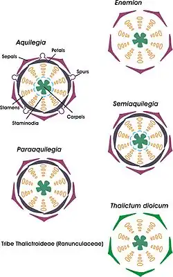 Diagram depicting the floral morphology of Thalictroideae genera