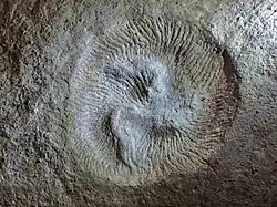 The Ediacaran organism Tribrachidium