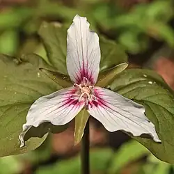 Painted trillium (Trillium undulatum)