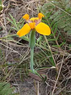 Flower of T. juncifolia (syn. Pseudotrimezia juncifolia)