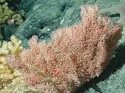 Trisopathes coral