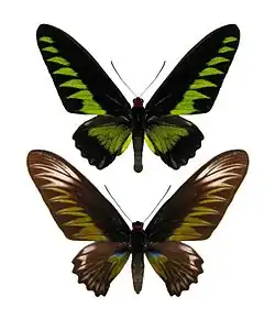 The Rajah Brooke Birdwing