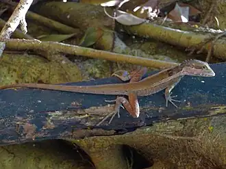At Fogg Dam Conservation Reserve, Northern Territory, Australia