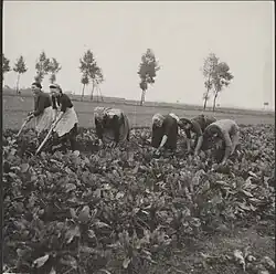 Field work, undated
