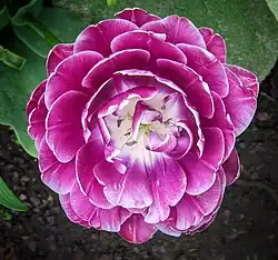 Tulip, one of the many species in the gardens.