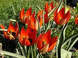 Group of T orphanidea flowers