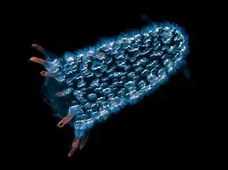 This free-floating pyrosome is made up of hundreds of individual bioluminescent tunicates