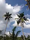 Twin Coconut trees standing up seeing the blue sky