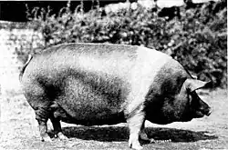 black-and-white image of a massive sow with white band over the shoulders