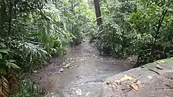 A creek surrounded by plants and trees running along a concrete road.