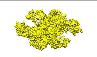 Figure 2. E1 protein binds a molecule of ubiquitin in each of two identical active sites (highlighted). The important residues, Cysteine and Arginine, are labeled in red.