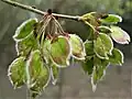 Samarae, April; note ciliate margins