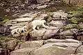 Polar bear mother and two cubs climbing up Guillemot Island
