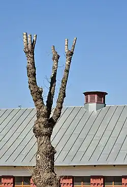 Three-branched tree, topped