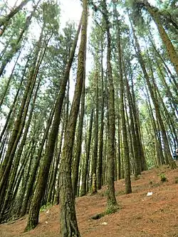 Cultivated pine forest in Western Ghats, India