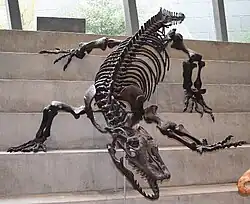 "Megalania" (Varanus priscus)