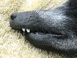 Close-up profile shot showing the long muzzle and overbite of a black-and-white ruffed lemur