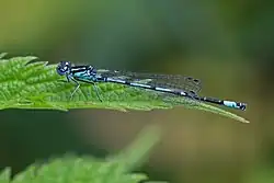 Variable damselfly (male; Coenagrion pulchellum)