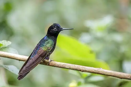 Velvet-purple coronet (Boissonneaua jardini) Paz de las Aves.jpg