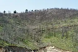 Image 43Burned forest on Thasos (from Forest)