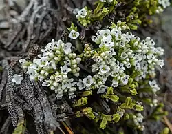A Whipchord hebe with green branches and white flowers