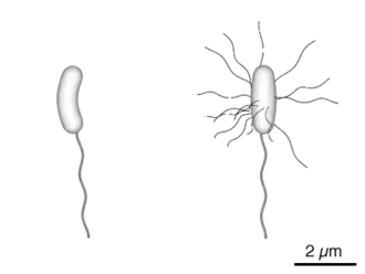 Diagram of the bacterium, V. cholerae