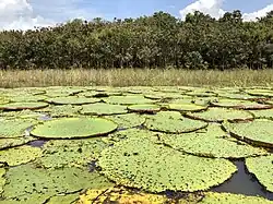 Victoria amazonica in the Amazon basin near Manaus, Brazil