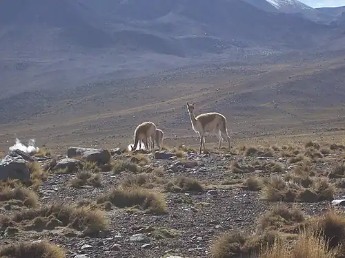 Two large animals between sparse bushes