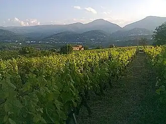 Vineyard producing Xinomavro wine