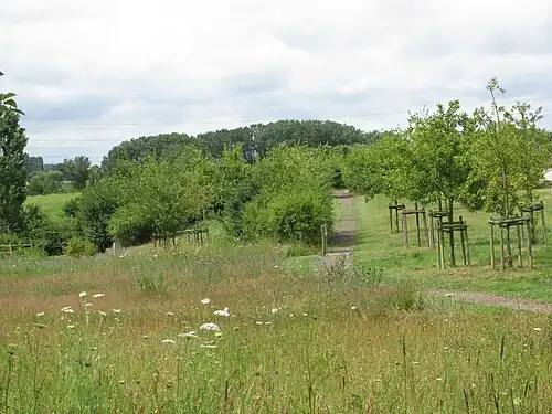 Vogelenzang
