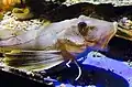 Sea robin