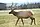 Rocky Mountain elk