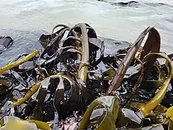 Growing D. willana (centre left plant) at Watsons Beach, Otago