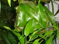 Weaver ant nest on a mango tree