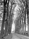 'Belgica' avenue, the Netherlands