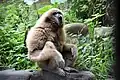 White-handed gibbon