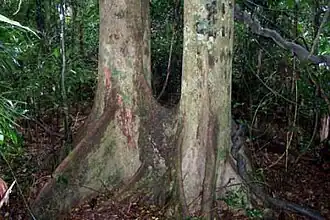 With buttress roots - Booyong Flora Reserve