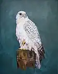A white gyrfalcon