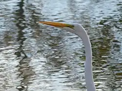 A close-up of white heron with a droplet of water on its beak.