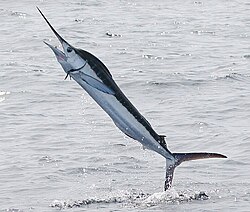 Hooked billfish can leap spectacularly out of the water
