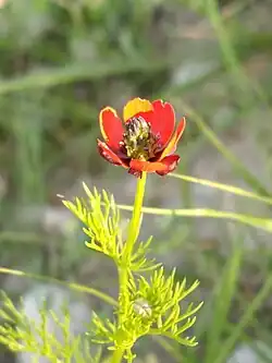 A rare pied Adonis in Behbahan